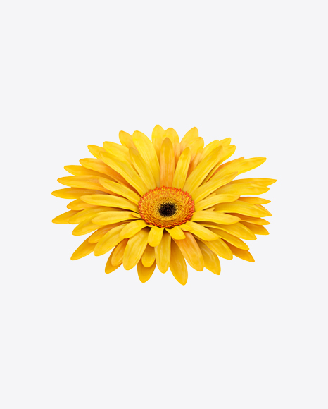 Free Yellow Gerbera Flower