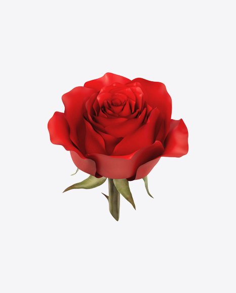 Free Red Rose Flower