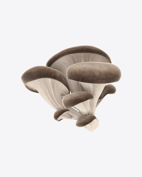Free Oyster Mushroom