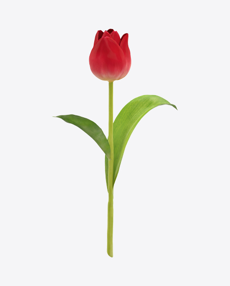 Free Red Tulip on Stem