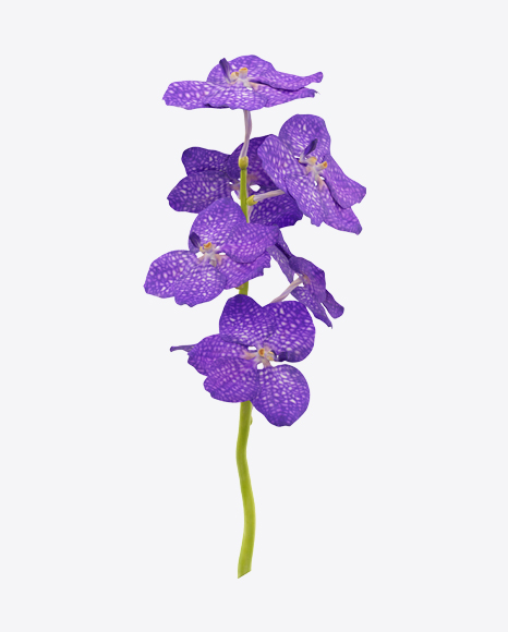 Free Vanda Orchid on Stem