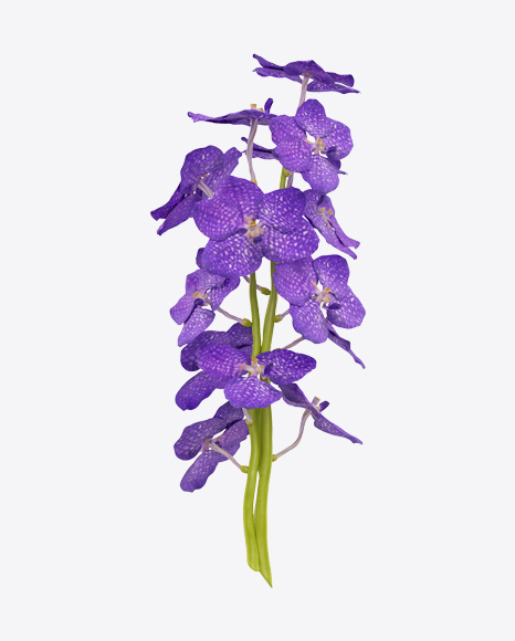 Free Vanda Orchid Bouquet