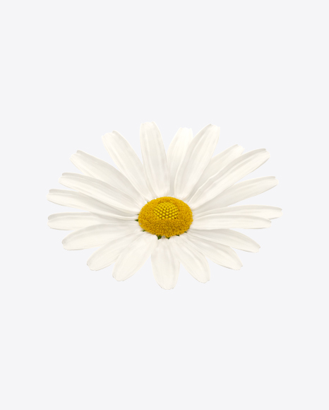 Download Download Chamomile Flower Transparent Png On Yellow Images 360 PSD Mockup Templates