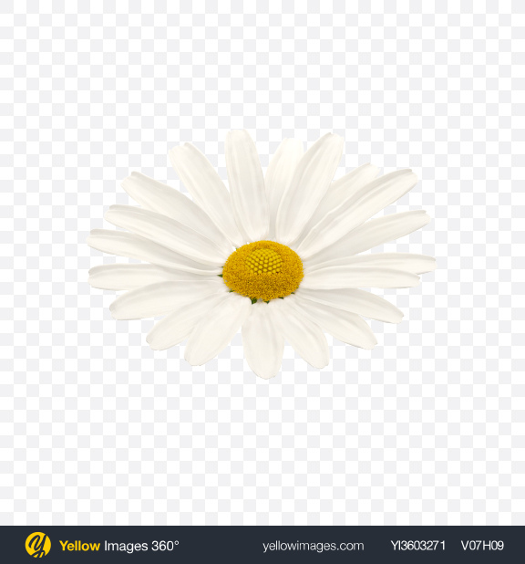 Download Download Chamomile Flower Transparent Png On Yellow Images 360 PSD Mockup Templates