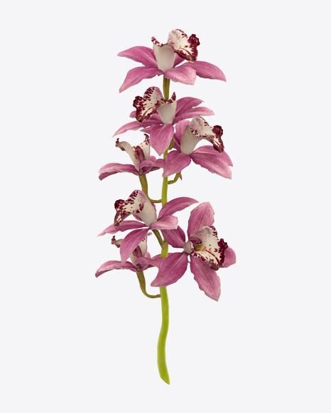 Free Cymbidium Orchid on Stem