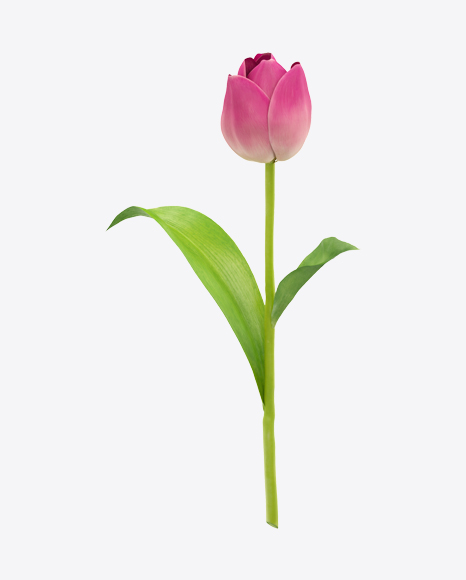 Free Pink Tulip on Stem