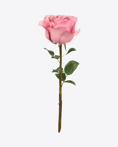 Free Pink Rose Branch