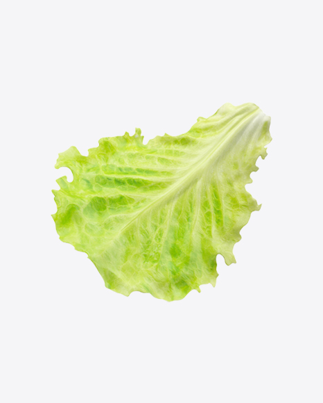 Free Lettuce Leaf