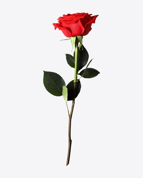 Red Rose PNG Image