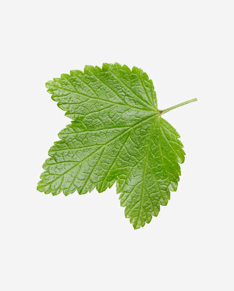 Free Currant Leaf