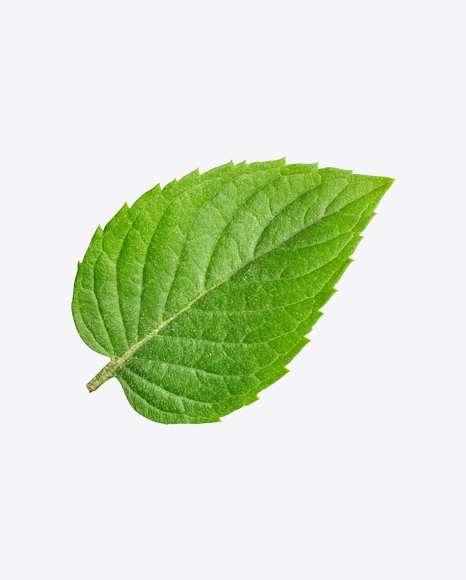 Free Mint Leaf