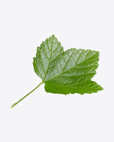 Free Currant Leaf