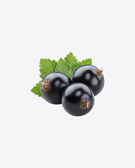 Free Black Currant Berries w/ Leaf