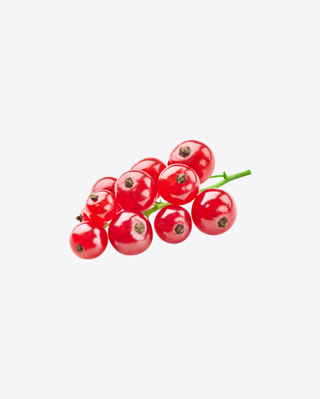 Free Red Currant Branch
