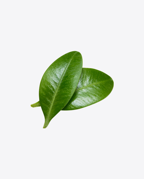 Free Blueberry Leaves