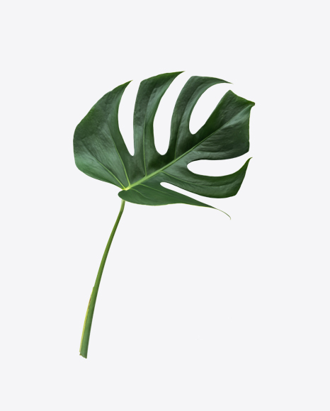 Free Monstera Leaf