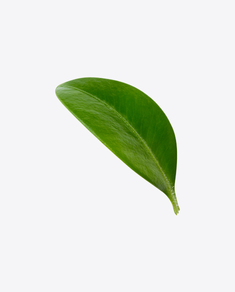 Free Blueberry Leaf