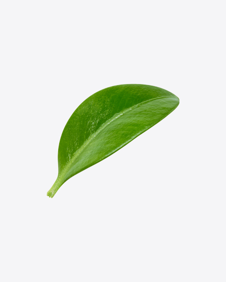 Free Blueberry Leaf