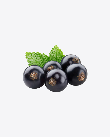 Free Black Currant Berry w/ Leaf