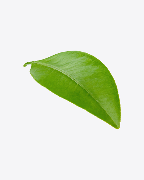 Free Mango Leaf