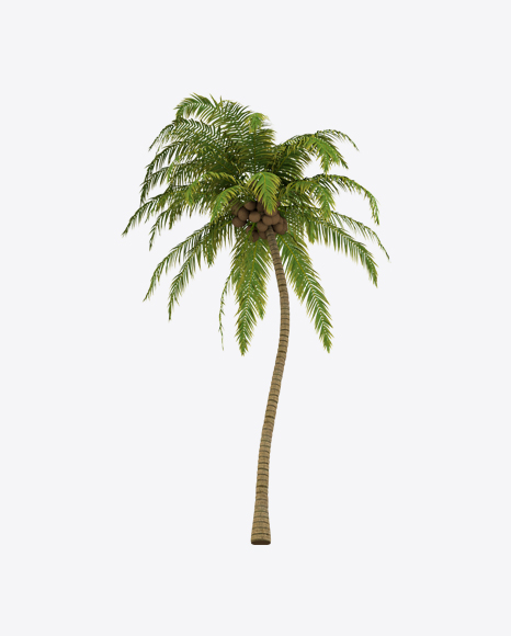 Free Palm Tree