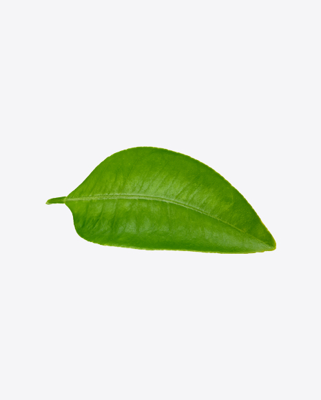Free Mango Leaf