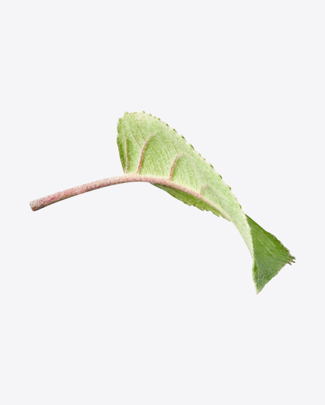 Free Apple Tree Leaf