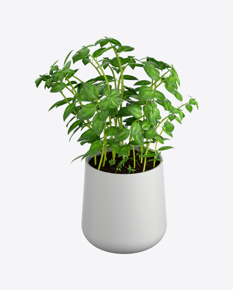 Free Basil in Pot