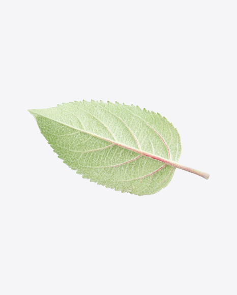 Free Apple Tree Leaf