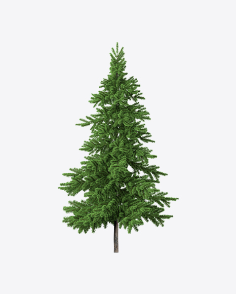 Free Fir Tree