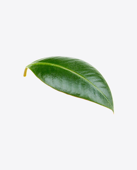 Free Mango Leaf