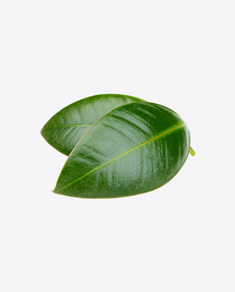Free Mango Leaf