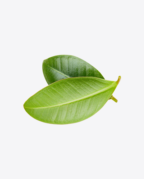 Free Mango Leaves