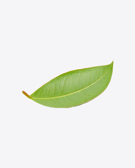 Free Mango Leaf