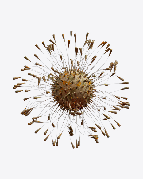 Free Organic Abstract Object