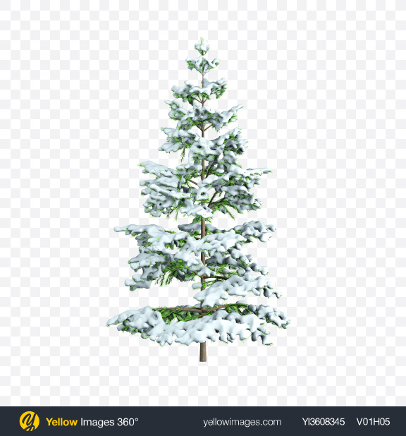 Download Download Snow Covered Fir Tree Transparent Png On Yellow Images