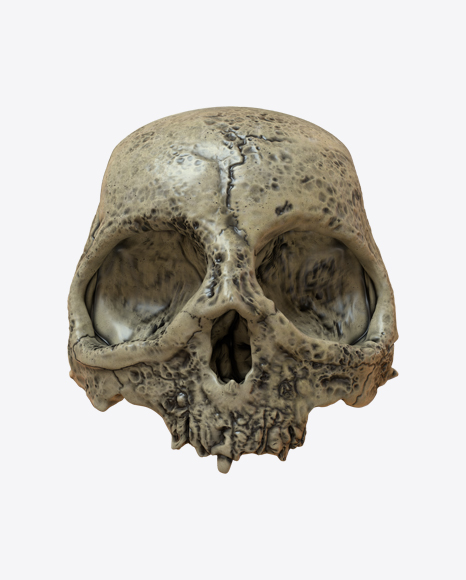 Free Skull