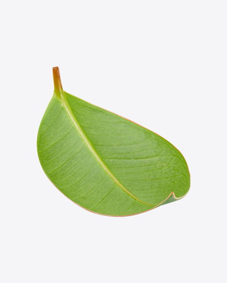 Free Mango Leaf