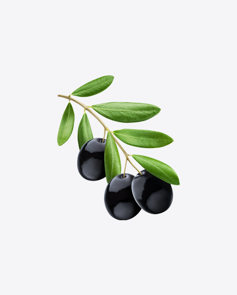 Free Black Olives Branch