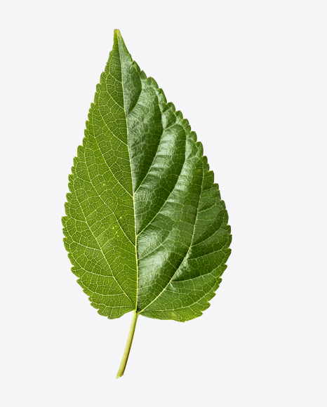 Free Green Tree Leaf