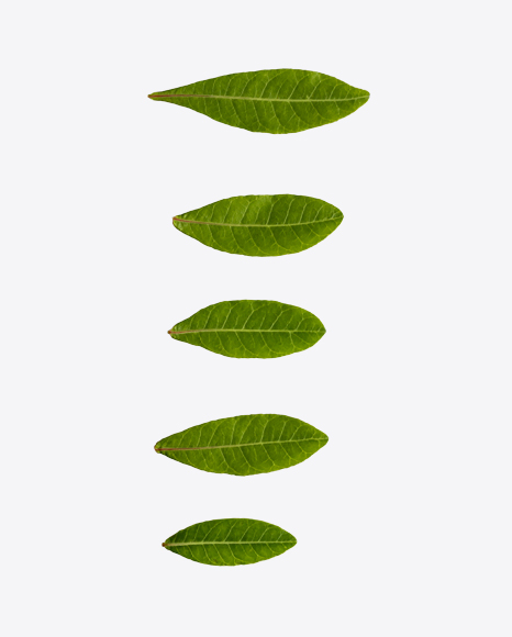 Free Green Leaves