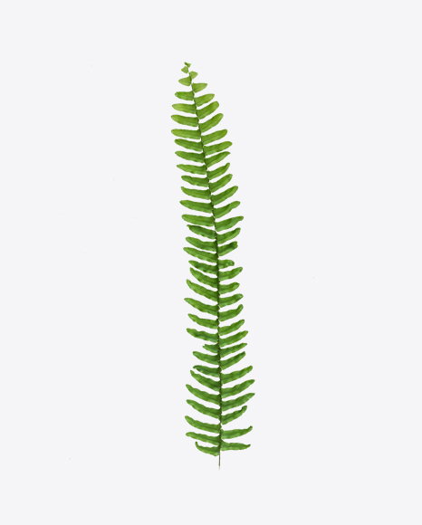 Free Fern Branch