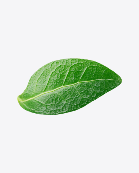 Free Blueberry Leaf