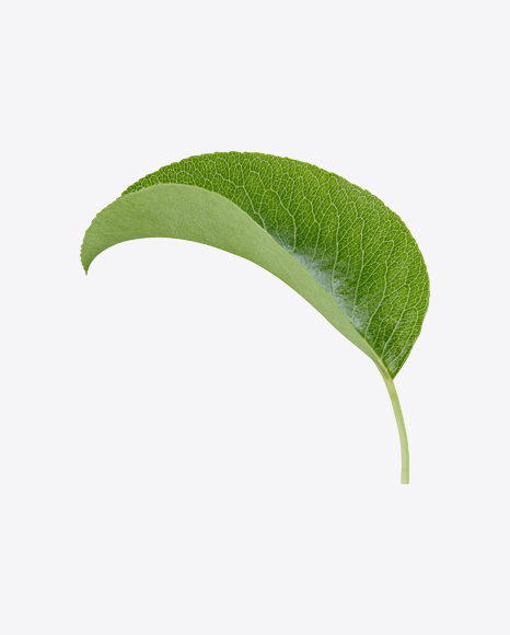 Free Green Leaf