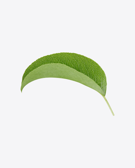 Free Green Leaf