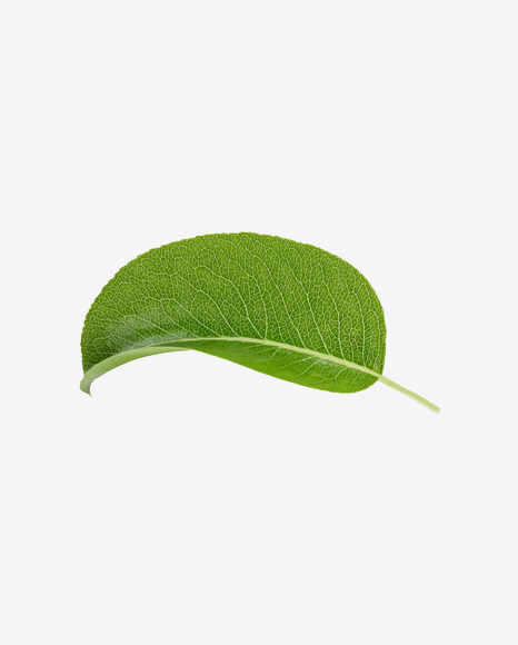 Free Green Leaf