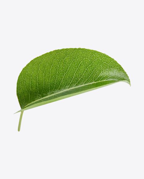 Free Green Leaf