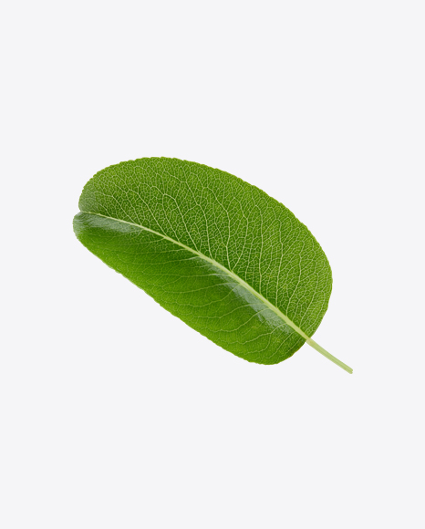 Free Green Leaf