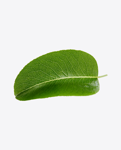 Free Green Leaf