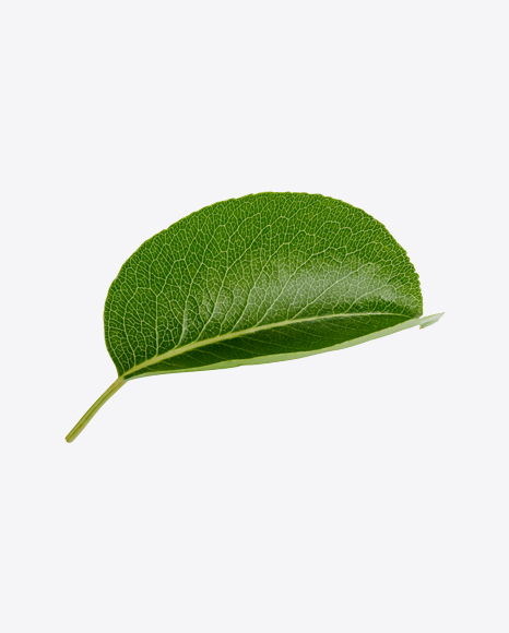Free Green Leaf